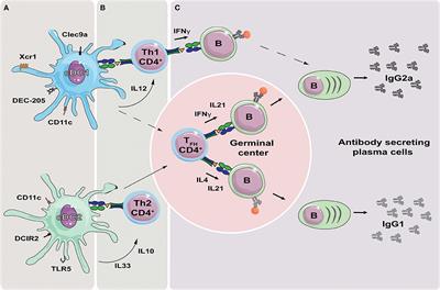 Targeting Conventional Dendritic Cells to Fine-Tune Antibody Responses